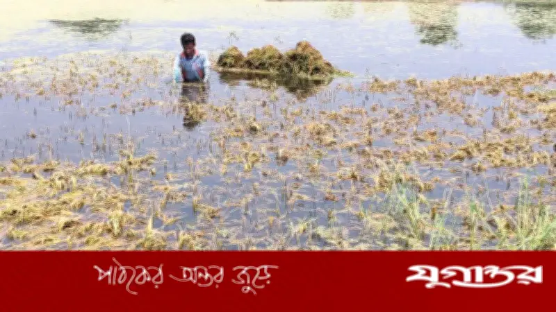 গৌরীপুরে বৃষ্টির পানিতে ধান পচে নষ্ট, বিনামূল্যেও নিচ্ছে না কেউ
