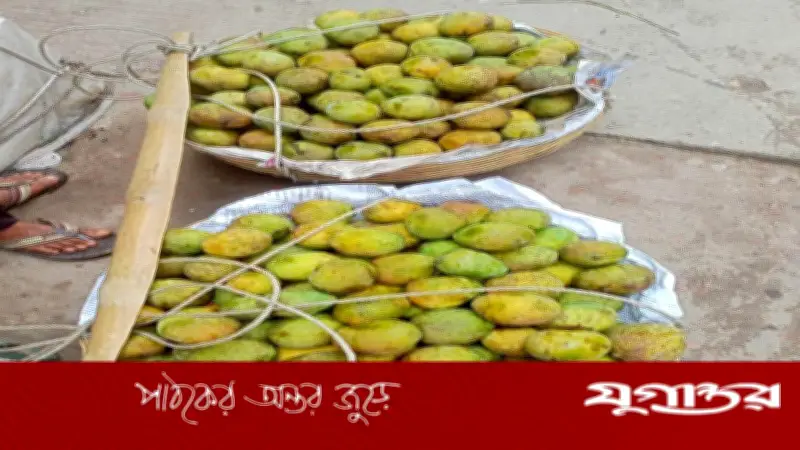 সৈয়দপুরে অপরিপক্ব আমে সয়লাব, প্রশাসনের নিষ্ক্রিয়তায় ক্ষোভ