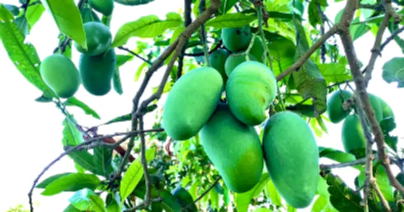 রাজশাহীর আমবাগানে ১৫ মে থেকে আম সংগ্রহ শুরু