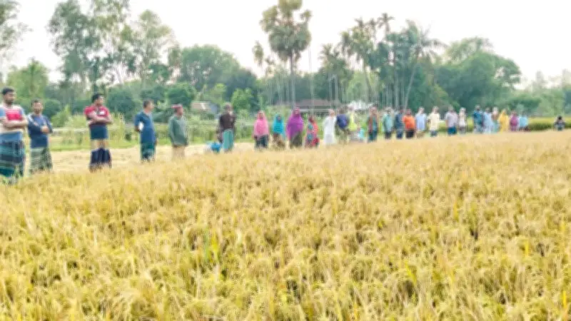 তপ্ত ধোঁয়ায় ঝলসে গেছে ধানক্ষেত, ক্ষতিপূরণের দাবিতে কৃষকের মানববন্ধন