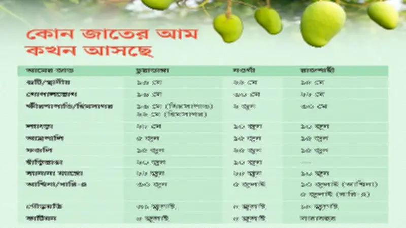 রাজশাহী, নওগাঁ ও চুয়াডাঙ্গায় আম সংগ্রহের সময়সূচি ঘোষণা