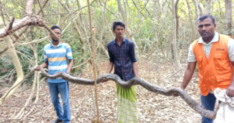 শরণখোলায় উদ্ধার বিশাল অজগর সুন্দরবনে অবমুক্ত