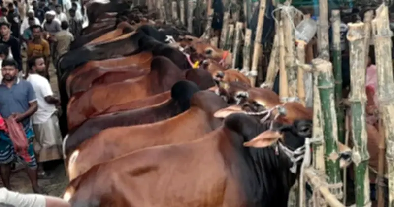 ঈদুল আজহায় রাজধানীতে ২৬টি পশুর হাট, দুই সিটির তালিকা প্রকাশ