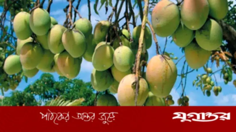 ১৫ মে থেকে রাজশাহীতে আম পাড়া শুরু, ক্যালেন্ডার ঘোষণা
