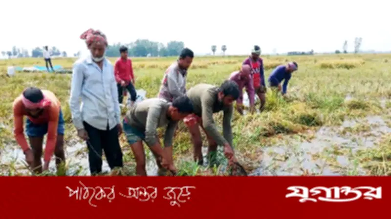 আদমদীঘিতে ৬০০ বিঘা জমির ধান পানিতে তলিয়ে গেছে, কৃষকরা দিশেহারা