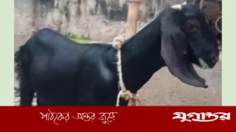 গর্ভধারণ ছাড়াই দুধ দিচ্ছে ৪ মাসের ছাগলের বাচ্চা