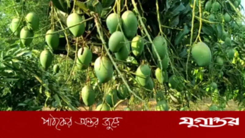 নওগাঁয় ২২ মে থেকে আম সংগ্রহ শুরু, ৩ হাজার কোটি টাকার বাণিজ্যের সম্ভাবনা