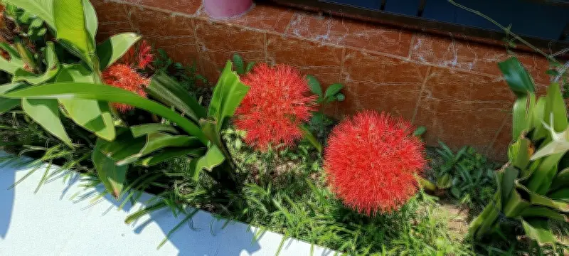 পাবনায় ফুটল মে ফ্লাওয়ার, দৃষ্টিনন্দন লাল গোলাকার ফুল