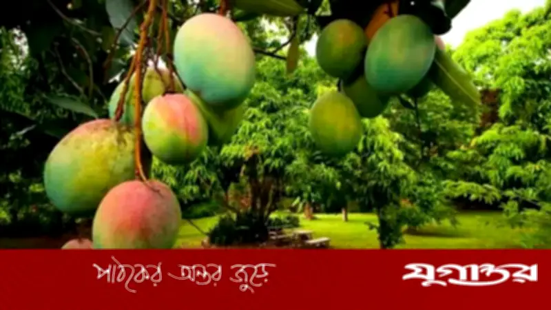 প্রাকৃতিক ও রাসায়নিক পাকা আম চেনার সহজ উপায়