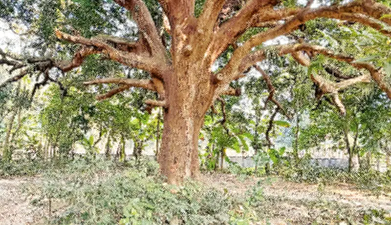 যশোরে শতবর্ষী আমগাছ, বয়স নিয়ে নানা মত