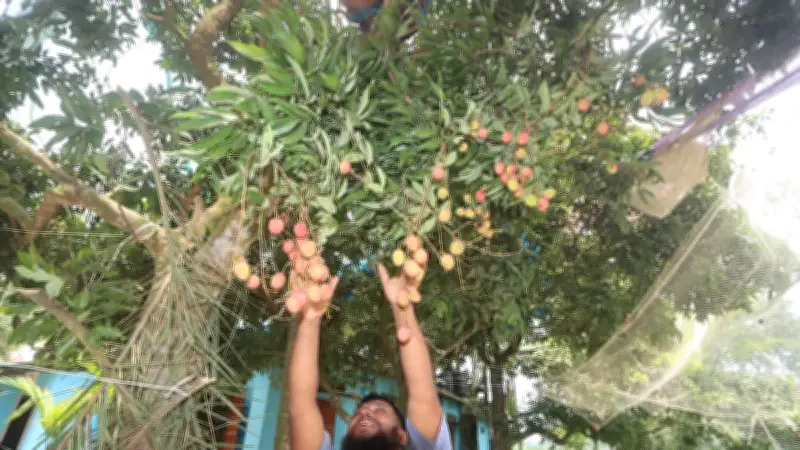 বগুড়ায় লিচুর মৌসুম শুরু, বাজারে দাম ভালো