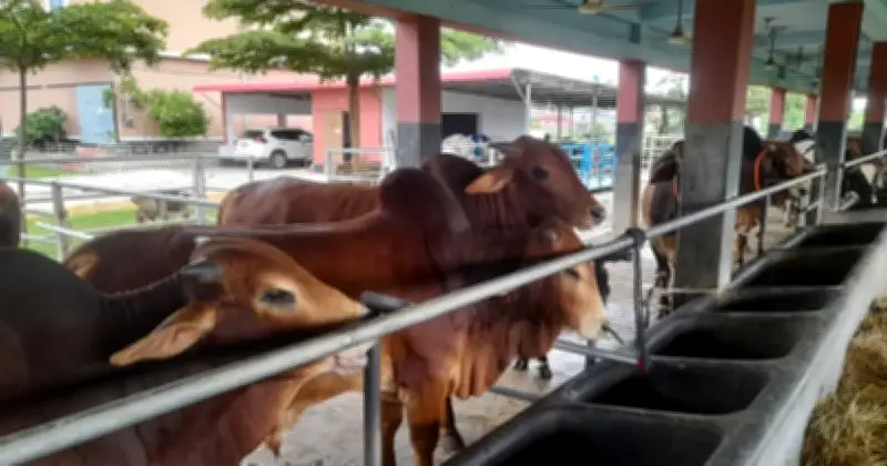 রাজশাহী বিভাগে কোরবানির পশুর উদ্বৃত্ত ১৮ লাখ ৭০ হাজার