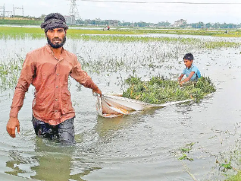 হাওরের বোরো ধান তলিয়ে যাওয়া: কৃষকের বুকফাটা কান্না ও টেকসই সমাধানের অভাব