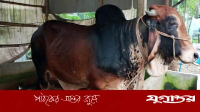 জামালপুরে ৮০০ কেজির ‘ক্রিস গেইল’ কিনতে ক্রেতাদের ভিড়