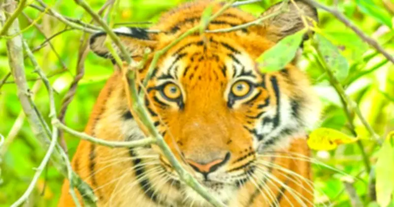 সাতক্ষীরায় বাঘের আক্রমণে মৌয়াল আহত