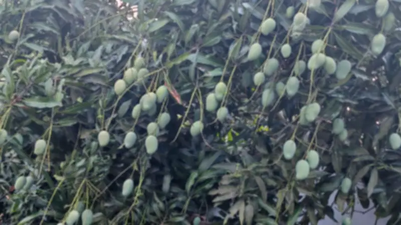 আম চাষে বাম্পার ফলন, চাষিদের মুখে হাসি