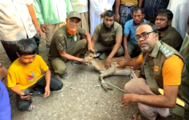 বরগুনায় লোকালয় থেকে হরিণ উদ্ধার, সুন্দরবনে অবমুক্ত
