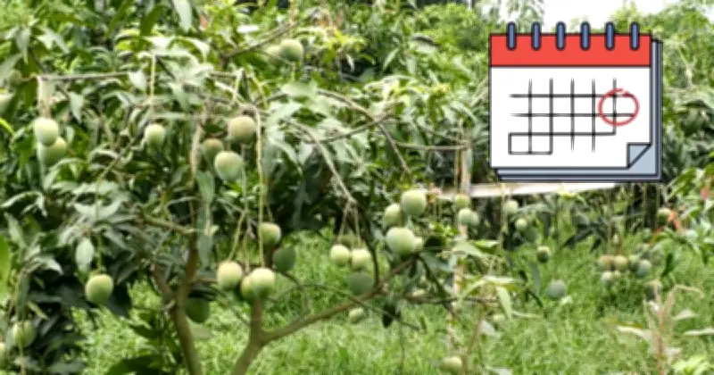 চাঁপাইনবাবগঞ্জে ম্যাংগো ক্যালেন্ডার ও স্পেশাল ট্রেন বাতিল