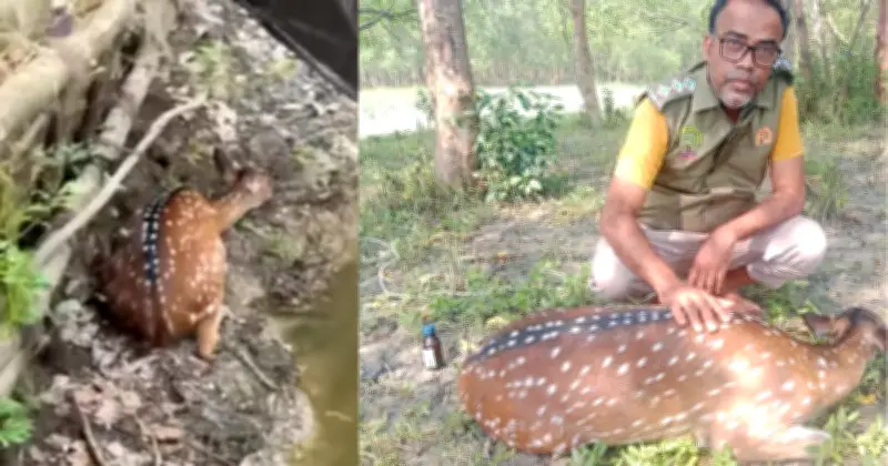 বরগুনায় বাড়িতে হরিণ ঢুকে পড়ায় চাঞ্চল্য, উদ্ধার করে বন বিভাগ