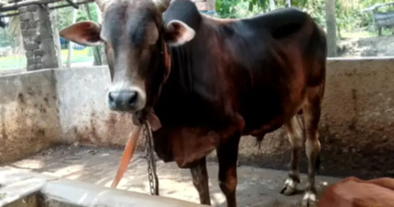 খুলনায় কোরবানির পশুর উদ্বৃত্ত ৩.৬৭ লাখ, দাম সহনীয় থাকার আশা