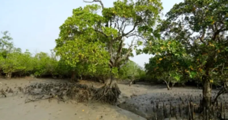 কার্বন ক্রেডিট থেকে বার্ষিক ১ বিলিয়ন ডলার আয়ের লক্ষ্য নিয়ে বিতর্ক