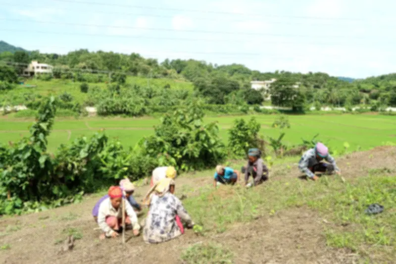 জুমচাষের কঠোর পরিশ্রম ও স্বপ্নের গল্প