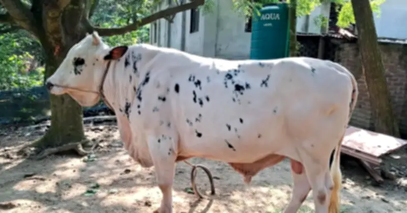 চাঁপাইনবাবগঞ্জে ৮ লাখ টাকার বিশাল গরু ‘নবাব’