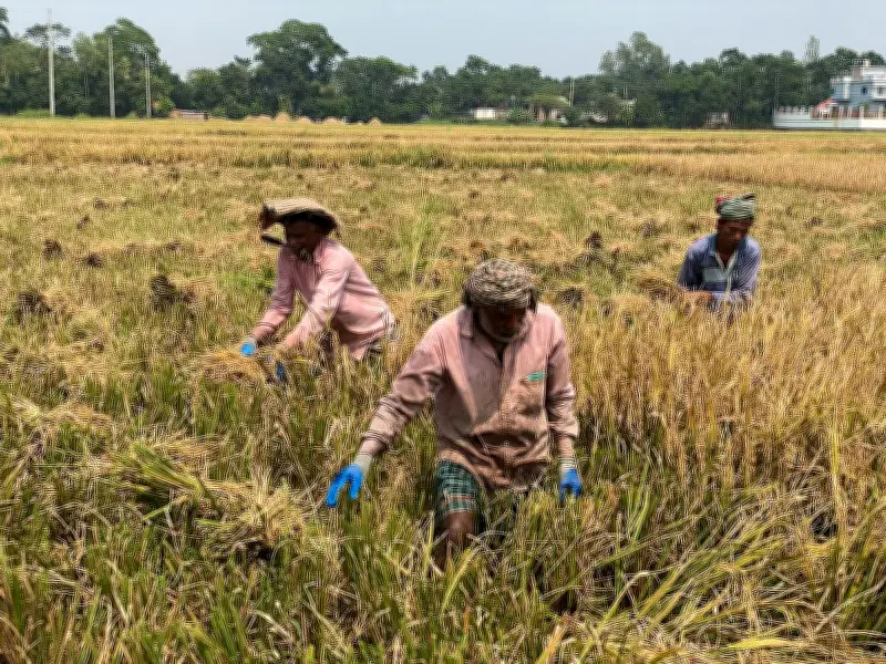 বৃষ্টিতে হাঁটুপানি জমে ধান কাটতে হিমশিম খাচ্ছেন কৃষকেরা