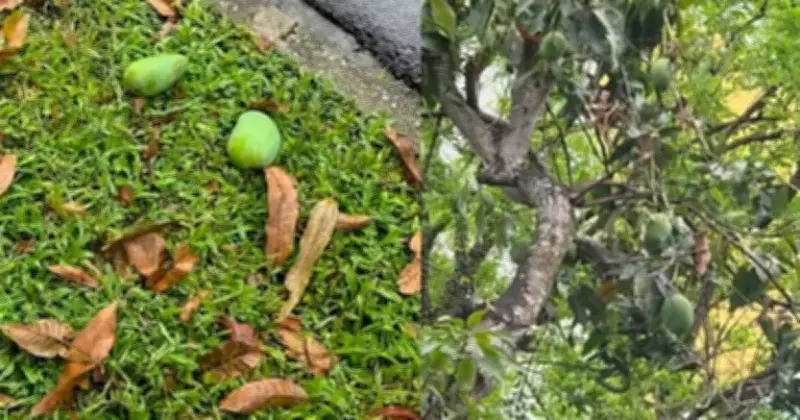 সিঙ্গাপুরে রাস্তার আম কুড়ালে ৫ লাখ টাকা জরিমানা