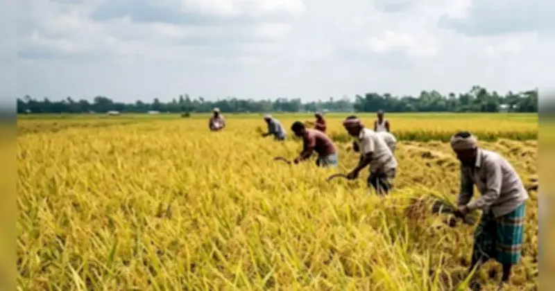 খুলনা অঞ্চলে বোরো ধান কাটা জোরকদমে, আবহাওয়ার চ্যালেঞ্জ মোকাবিলা