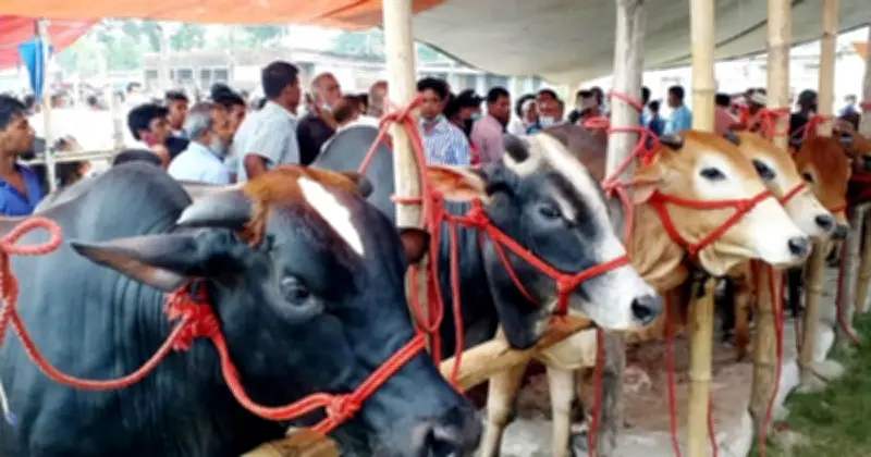 কোরবানির ঈদ: পশু নির্বাচনে ইসলামি বিধান ও বয়স নির্ধারণ