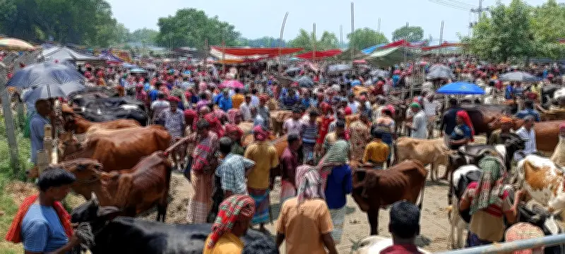 সাঁথিয়ার করমজা হাটে বেড়েছে গরুর আমদানি, বাড়তি দামের আশায় খামারিরা