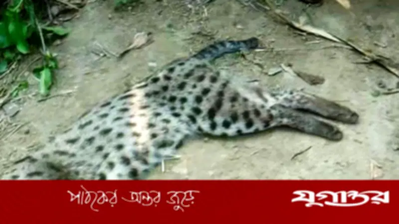 নাটোরে ছাগলের ঘরে হানা, মেছোবাঘ পিটিয়ে হত্যা