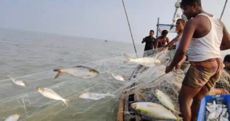 নিষেধাজ্ঞা শেষেও মেঘনায় ইলিশের দেখা নেই, জেলেরা হতাশ