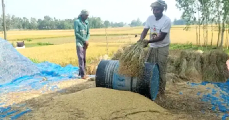 জামালপুরে বোরোর বাম্পার ফলনেও কৃষকের লোকসান: মণ ৮০০ টাকা, মজুরি ১২০০
