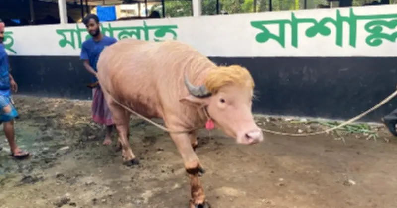 নারায়ণগঞ্জে ট্রাম্পের নামে মহিষ: দেখতে ভিড়, বিক্রি ৩ লাখ ৮৫ হাজার টাকায়