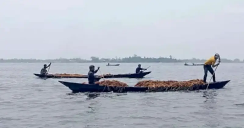 সুনামগঞ্জে হাওরের ধান লুট, কৃষকরা দিশেহারা