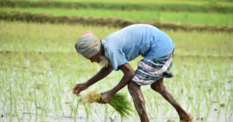 কৃষিঋণ খেলাপি ১২৪% বেড়ে ২২,৯১৫ কোটি টাকা, ব্যাংক খাতে শঙ্কা