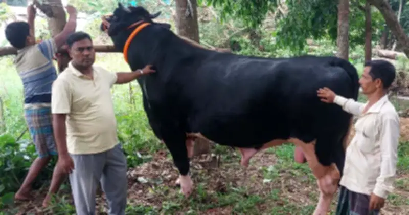 রাঙ্গুনিয়ায় ৩৩ মণের ‘কালো মানিক’, দাম ১৩ লাখ টাকা
