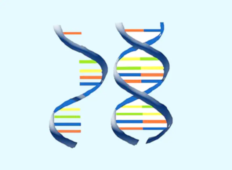 জীববিজ্ঞান: RNA ও DNA বহুনির্বাচনি প্রশ্নোত্তর