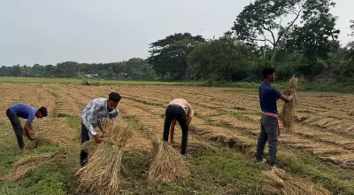 শিক্ষার্থীদের ধান কাটা: শ্রমিক সংকটে কৃষকের পাশে দাঁড়ানো