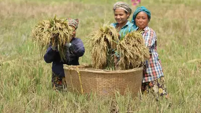 পাহাড়ে ধান কাটার মৌসুমে ব্যস্ত কৃষকরা