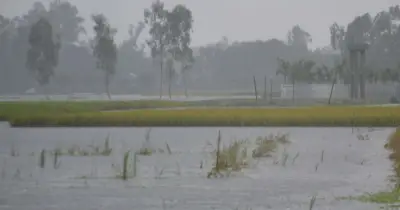 কুড়িগ্রামে পাঁচ বছরের রেকর্ড বৃষ্টি, বোরো ধান নিয়ে শঙ্কা