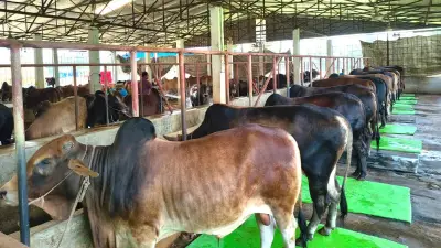 নোয়াখালীতে কোরবানির পশুর উদ্বৃত্ত, ফেনীতে খুন