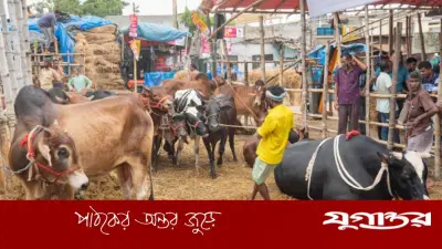 ঈদুল আজহা উপলক্ষ্যে গাবতলী পশুর হাটে জোর প্রস্তুতি শুরু