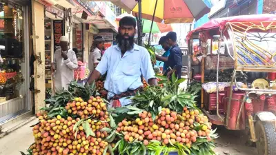 আখাউড়ায় আগাম লিচুতে ক্রেতাদের হতাশা, মানিকগঞ্জে পুকুর সংস্কারের নামে মাটি বাণিজ্য