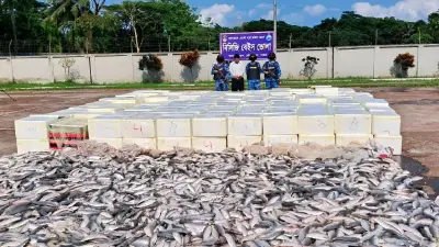 ভোলায় ৩ ট্রাক ইলিশ জব্দ, আমিরাত উপকূলে জাহাজ আটক
