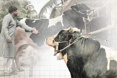 প্রথম আলোর ভিডিও প্রতিবেদন: বাংলাদেশের নানা দিক