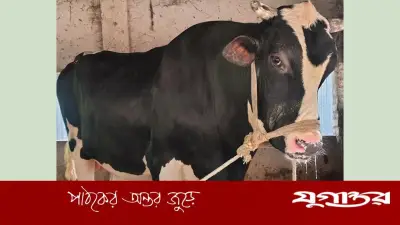 ২২ মণ ওজনের ‘আকাশ ছোঁয়া’ ষাঁড় রাজবাড়ীর কুরবানির হাটে