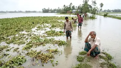 ভোলায় টানা বৃষ্টিতে কৃষকদের ২৬ কোটি টাকার ফসলের ক্ষতি